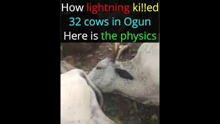 How lightning ki!!ed 32 cows in Ogun. Here is the physics