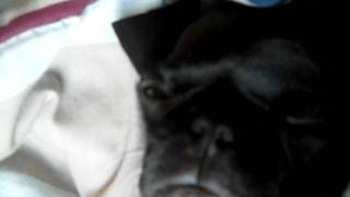 Waken Baken With My Chinese Pug