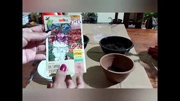 Como planta semente de Maria Sem Vergonha?