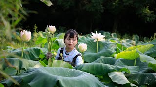 This video is use every part of the lotus for cooking Chinese food蓮藕全身都是寶，花葉根莖果實都可以烹飪美食｜Lizhangliu