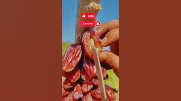 فَبِأَيِّ آلَاءِ رَبِّكُمَا تُكَذِّبَانِ سورة الرحمان