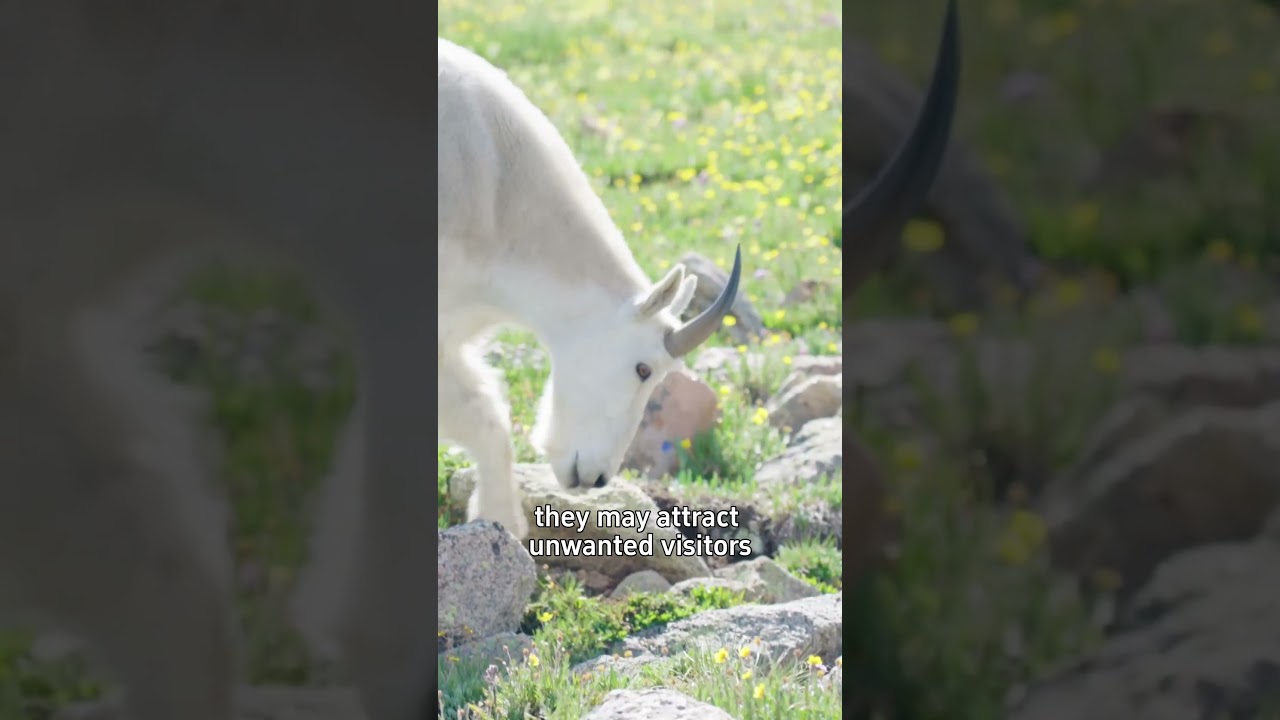 Pika pillage - When you are cute but need to steal to survive 