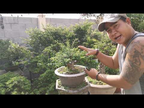Video Một Số Sai Lầm trong quá trình nuôi trồng tạo tác... - youtube