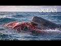 INFINITE OCEAN | The Five Oceans Full of Life and Predators | Animal Documentary