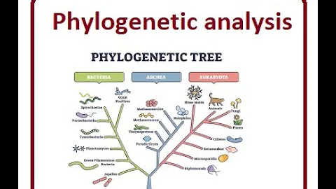 Molecular phylogenetics | Bioinformatics