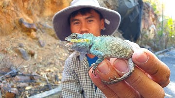 Đi câu rắn mối cho rắn ráo ăn, gặp kỳ nhông đổi màu