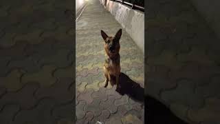How to train your Dog Speak command 1 2 3 4 5 counting Dog training