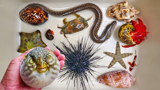 Catch puffer fish and hermit crabs, snails, conch, eels, crabs, sea fish, starfish, nemo fish