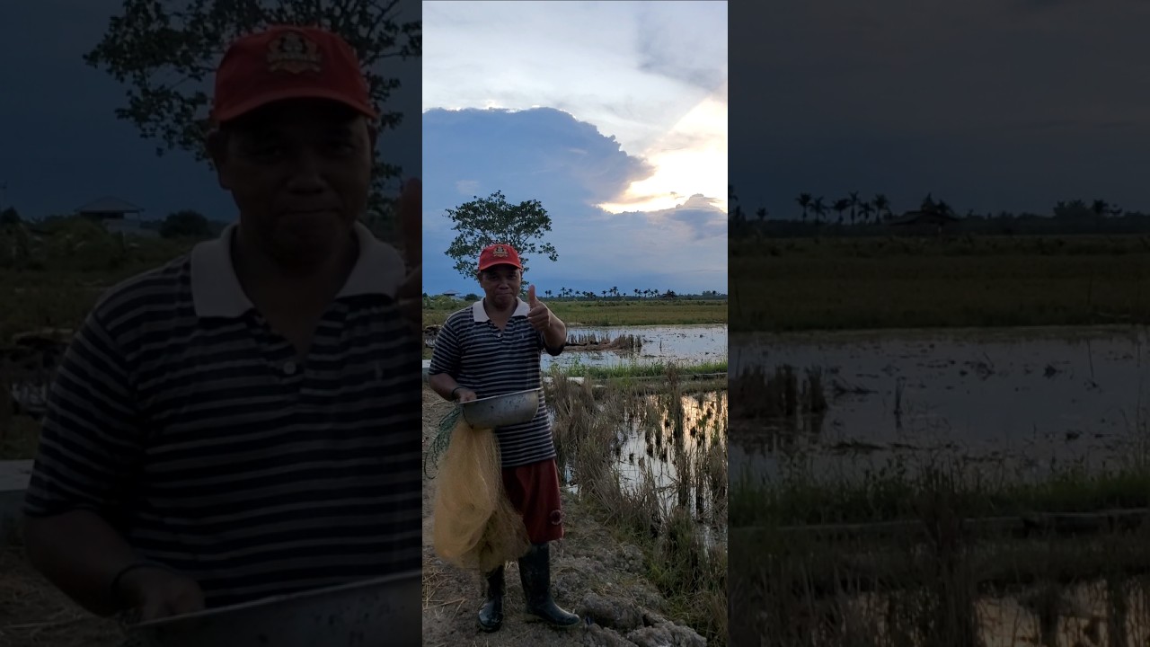 Amazing View of Rice Fields in the Afternoon 