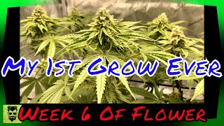 Week 6 Of Flower - My 1st Grow Ever