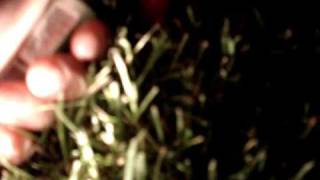 Shotgun Shell firework