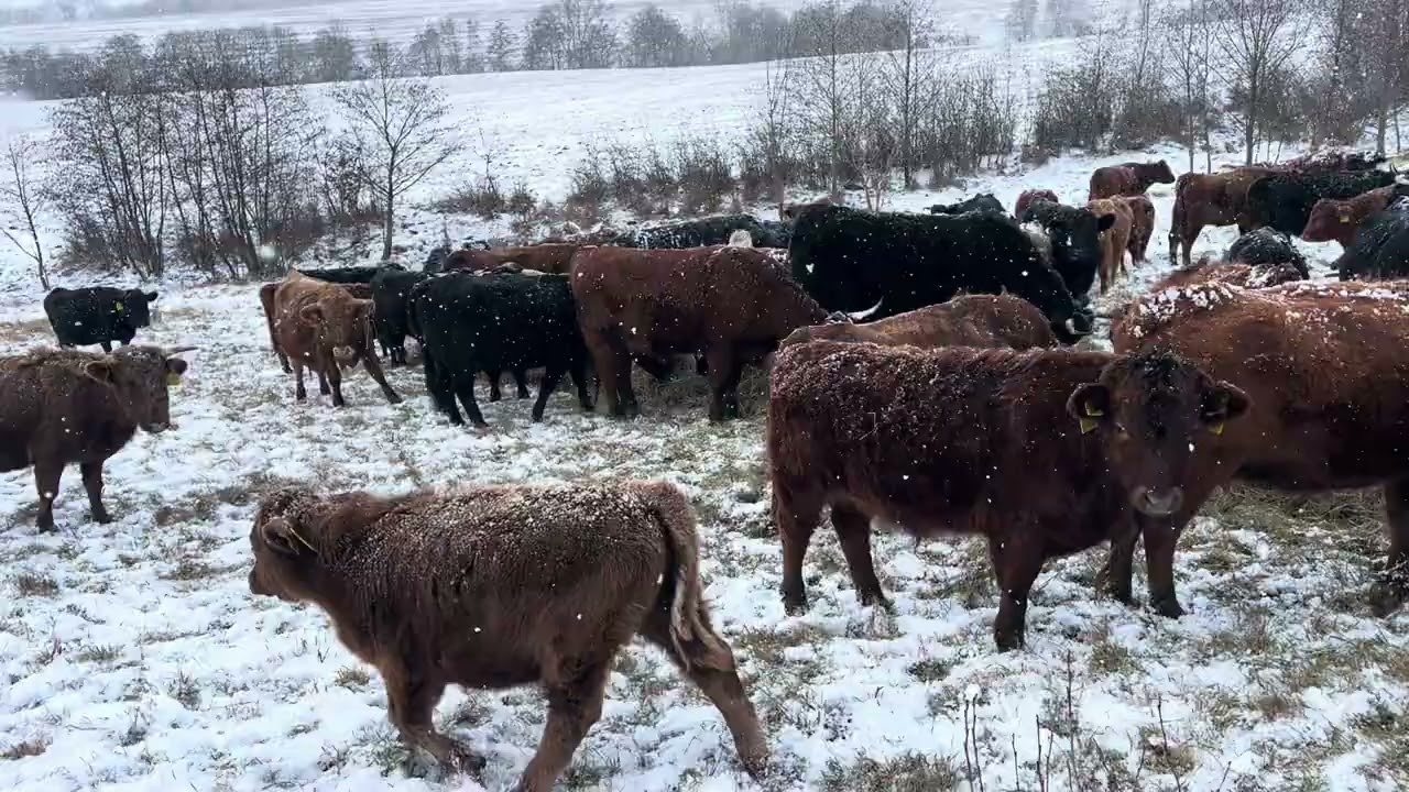 Severák prináša sneh aj v decembri
