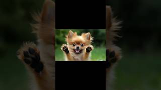 Who’s the funniest? #shorts #funny #cute #cat #dog #puppy #kitten #pug #pomeranian #funnyvideo #ai