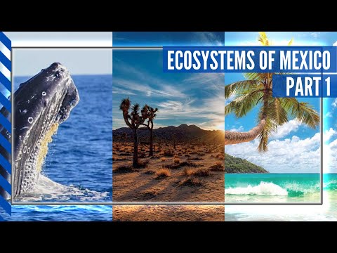 Mexico more than just beaches | Ecosystems of Mexico