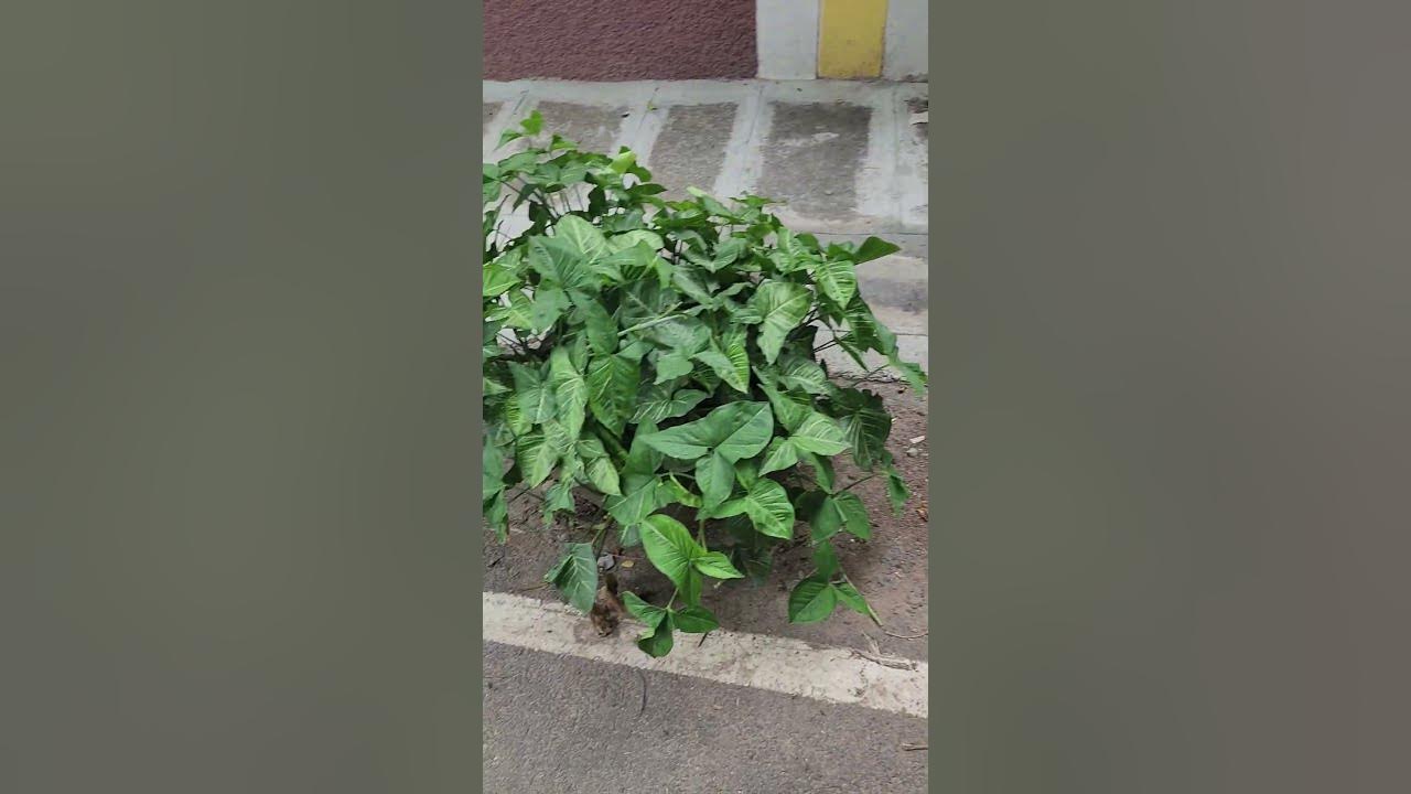 Green Bengaluru : plants in old tyres #recycling #recycle #reuse # ...