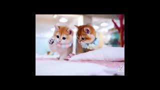 tiktok anak kucing imut lucu dan gemoy😻🥰