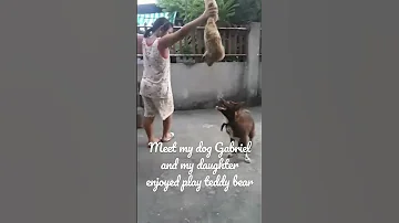 Meet My Dog Gabriel And My Daughter Enjoyed Play Teddy Bear 