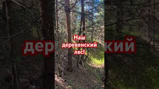 Наш деревенский лес!