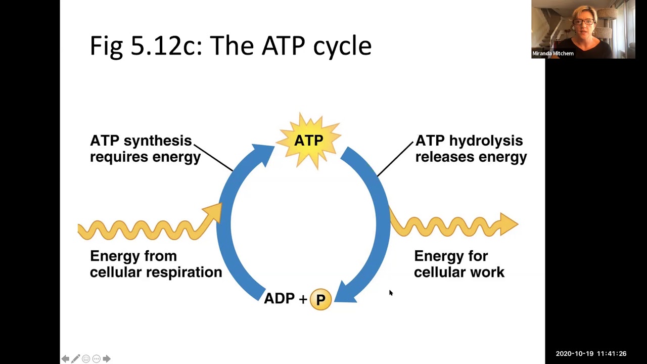 Biology - MOD 9 L:ecture