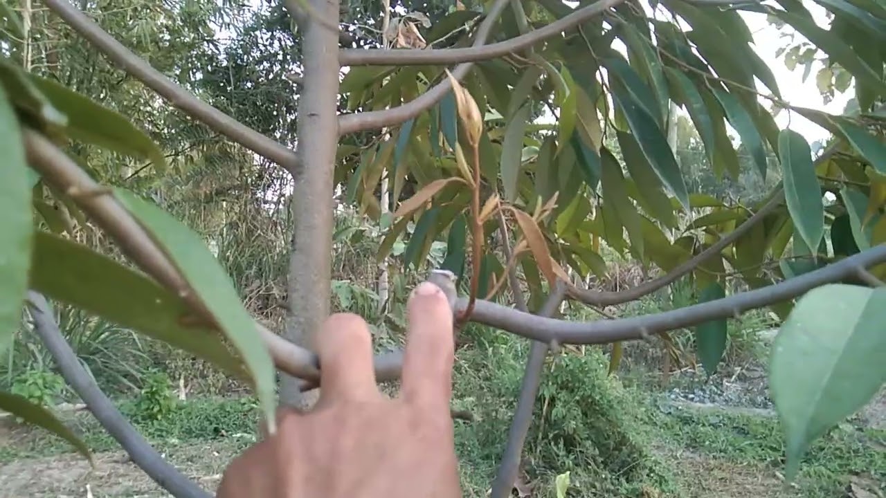 ปลูกทุเรียนกิ่งข้างต้องทำแบบนี้ถึงจะสวย
