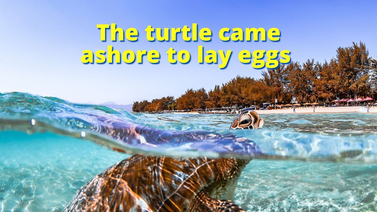 Turtle comes ashore in Florida to lay eggs - YouTube