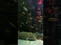 Colorful Tropical Fish in a Peaceful Aquarium | Relaxing Shorts