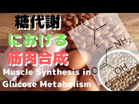 糖代謝における筋肉合成　Muscle synthesis in glucose metabolism