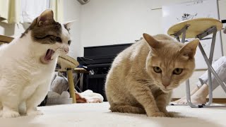 「あっやりやがった!」と思う猫