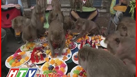 ĐẠI TIỆC BUFFET DÀNH CHO... KHỈ | HTV TIN TỨC