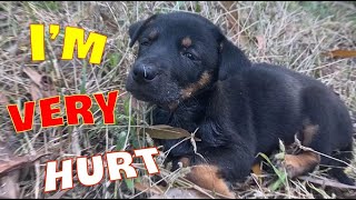 Rescued a dog injured in a car accident, lying in a critical condition on the lawn by the forest by Home Pet 3,705 views 1 year ago 8 minutes, 1 second