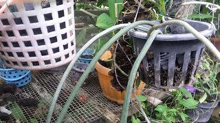 500K? Anggrek Ekor Tikus - Paraphalaenopsis laycockii & Paraphalaenopsis labukensis - Anggrek Borneo