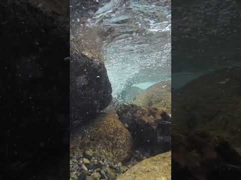 銚子川水中#銚子川 #紀北町 #キャンプinn海山 #川魚 #水中観察 #川遊び at キャンプinn海山