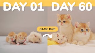 😊Kitten Twins From Smaller Than Hamster to 50 Times Bigger Than Him in 60 Days (Complete Edition) by Lucky Paws 4,046 views 9 days ago 4 minutes, 56 seconds