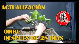 Como Pinzar Un Bonsai De Ombu Actualizacion - Mini Pinzado