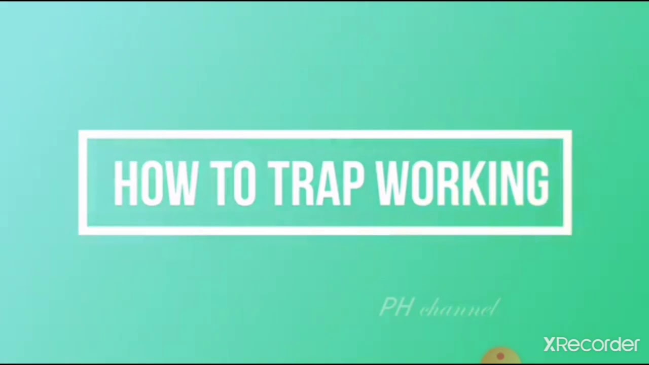 Amazing and easy parrot trap