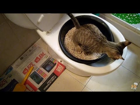 Как приучить кота к унитазу