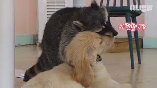 Raccoon Thought To Be Sociable...BUT Shocking Plot Twist