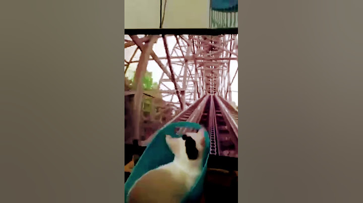 Американские горки 🎢 Смешные коты #cats