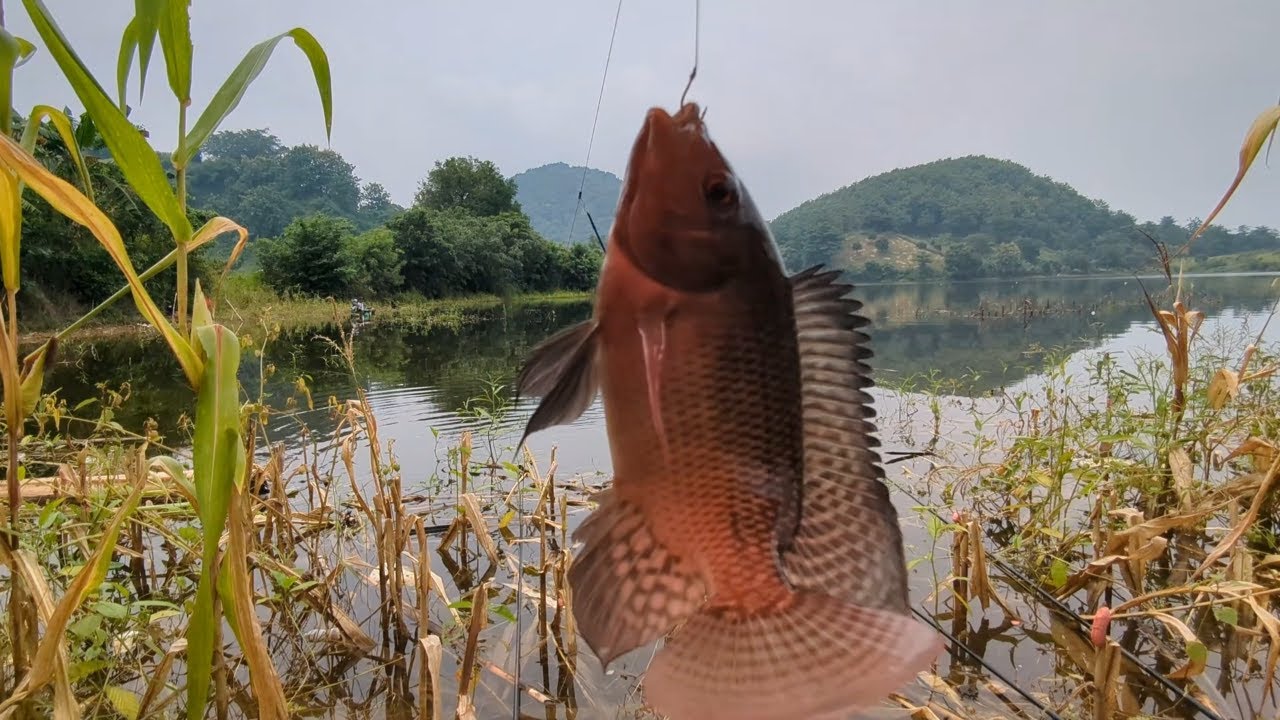 Mancing di Waduk Malahayu di Spot Rembet – Ep.37