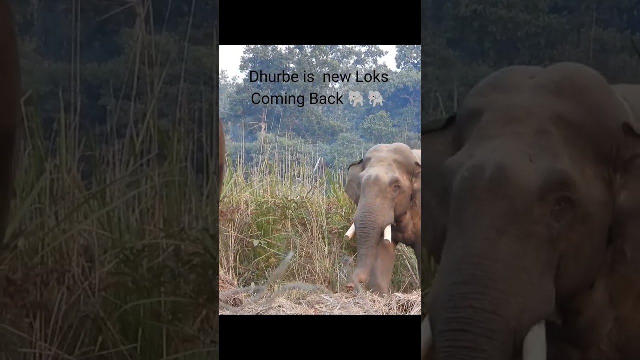 Wild elephant dhurbe is back..🐘😱😱 