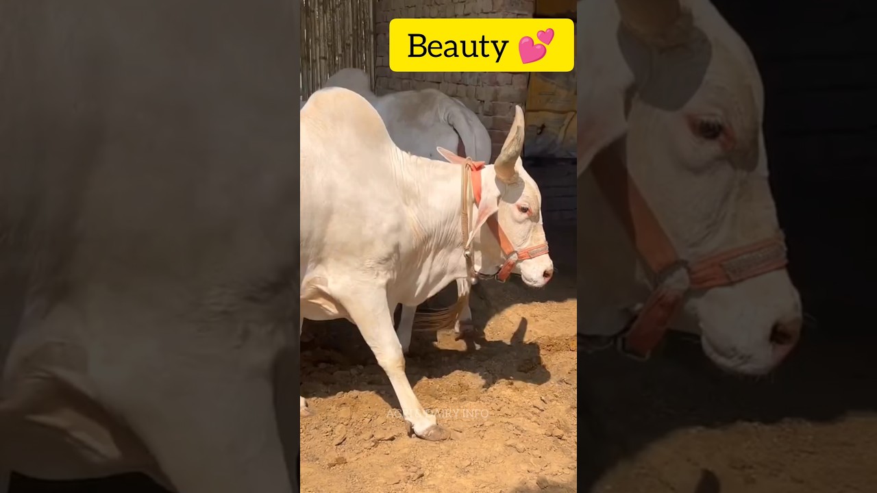 Tharparkur+ kankrej Gulabi Cow 