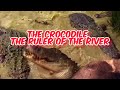The Crocodile The Ruler Of The River Crocodile Eating Zebra Predator Crocodile Animals Wild The Crocodile The Ruler Of The River Crocodile Eating Zebra Predator Crocodile Animals Wild