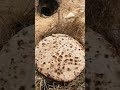 بالفيديو طريقه عمل الخبز في سيناء اللبة القرص البدوي 