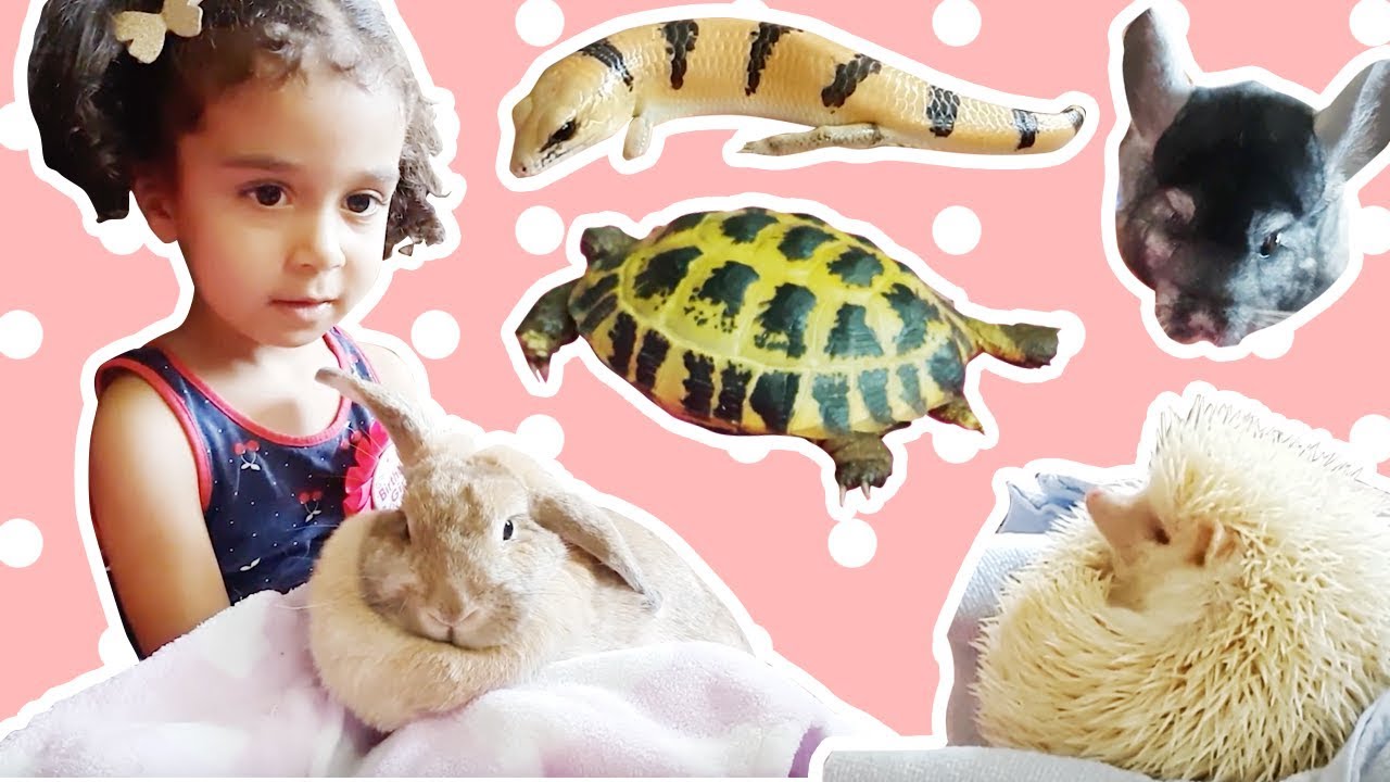 Learn Animals! 🦎🐢🐇🦔 For Young Kids! Petting Zoo Party! ❤ LuluZoom