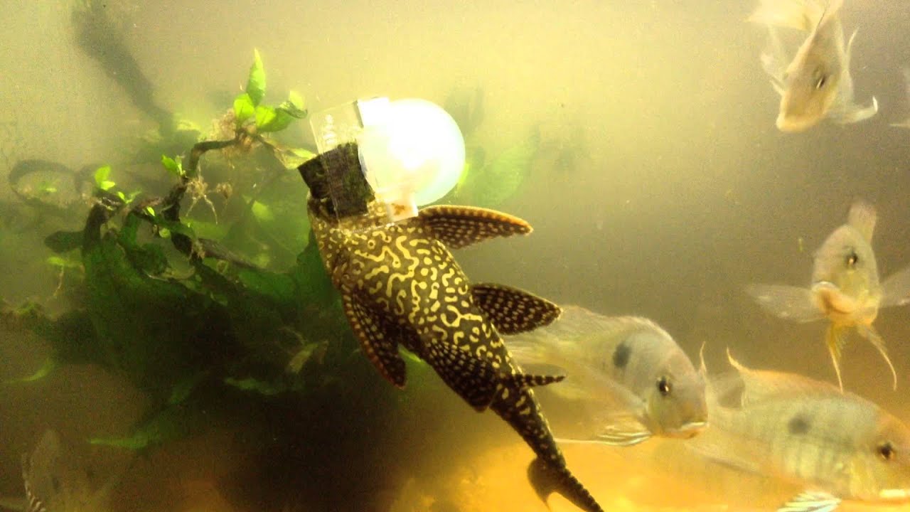 An Article And Discussion On Keeping Marble Pleco