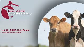 Lot 18 ARGH Hulu Sasha 1