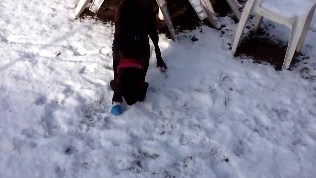 puppy paradise Cheza playin in her first snow
