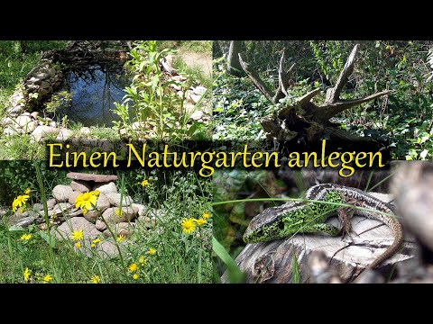 Video: Strauchsorten der Zone 8 - Wachsende Büsche in den Gärten der Zone 8