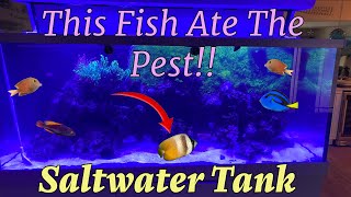 😮 Saltwater tank cured of Pest 😮 by Aquarium Service Tech 2,939 views 4 months ago 12 minutes, 55 seconds