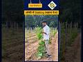 लौकी में satking कि प्रक्रिया क्यों है जरूरी?#लौकी #bottlegourd #bottlegourdfarming #loki #staking